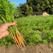 【自然栽培】人参葉（葉人参）3㎏（肥料・農薬不使用） 3kg 果物や野菜などのお取り寄せ宅配食材通販産地直送アウル