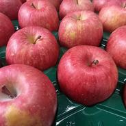 ☆サンふじ家庭用☆　ふじ発祥の地　約5㎏　14玉～20玉　 約5㎏ 果物や野菜などのお取り寄せ宅配食材通販産地直送アウル