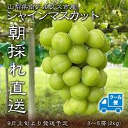 【敬老の日】【クール便】【山梨県産】シャインマスカット(種無し)2kg（3房から5房）【予約販売】 2kg（3房から5房） 果物や野菜などのお取り寄せ宅配食材通販産地直送アウル