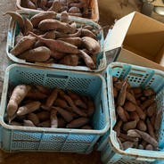 無農薬　みさお農園のサツマイモ（訳あり品） ７ｋｇ 果物や野菜などのお取り寄せ宅配食材通販産地直送アウル