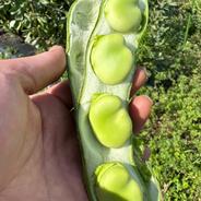 【農薬化学肥料不使用】ぷっくりそら豆朝獲り直送 2キロ50本前後 そら豆2キロ５０本前後 果物や野菜などのお取り寄せ宅配食材通販産地直送アウル