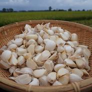 小さめ ピンク バラにんにく】400g 北海道産 北海道在来種 農薬不使用