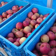 サンふじ（加工用）10ｋｇ １０kg箱　約４０玉～ 果物や野菜などのお取り寄せ宅配食材通販産地直送アウル