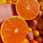 有田みかん🍊木成り完熟 高糖度 2kg（箱込）送料無料 | 果物/温州