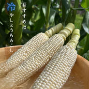 オーガニックすもも加工用10kg ｜ 果物/すもも・プラム 産直アウル