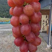 希少 早生ワッサー3kg【贈答用】（9～13玉）／本気農場いけだ ｜ 果物