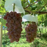 キングデラウェア　2kg 2kg  6房から10房 果物や野菜などのお取り寄せ宅配食材通販産地直送アウル