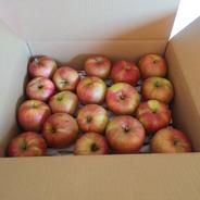 信州産サンつがる訳あり10kg(36〜40玉) 10kg(36〜40玉) 果物や野菜などのお取り寄せ宅配食材通販産地直送アウル