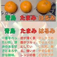 リピーター続出の人気商品！『三ヶ日早生みかん』ご家庭用5kg | 果物