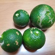 訳あり 特別価格】露地へべす 約1.8キロ ｜ 果物/香酸柑橘(ライム