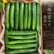完熟まくわうり 農薬不使用 最高糖度19度 ｜ 果物/メロン 産直アウル