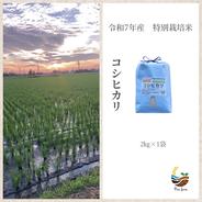 R6年産 特別栽培米 彩の国 彩のきずな 2㎏×1袋 ｜ 米・穀物/米/精米