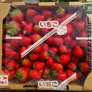 朝採り新鮮・特大いちご（古都華） ｜ 果物/いちご 産直アウル 農家