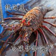 お刺身OK！ 冷凍伊勢海老 静岡県熱海市産 2尾　約700ｇ 果物や野菜などのお取り寄せ宅配食材通販産地直送アウル