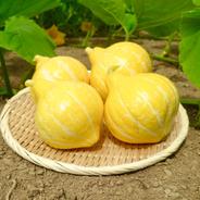 ★コリコリ新食感！★ワタもタネもおいしいカボチャコリンキー(約1.5㎏/2玉)[化学農薬・化学肥料・除草剤不使用] 約1.5㎏/2玉 果物や野菜などのお取り寄せ宅配食材通販産地直送アウル