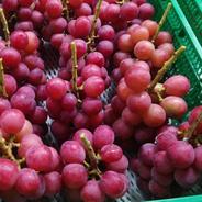 🍇秋ギフト🍇【幻の牧丘天空ヌーベルローズ】日本でほとんど出回らない高級激レア品種🍇赤いシャインの異名を持つワインのような芳醇な味わいで大人気『9月下旬発送』約2kg4～8房【朝どれぶどう】 ヌーベローズ約2kg4～8房 果物や野菜などのお取り寄せ宅配食材通販産地直送アウル
