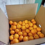 石地温州！小玉ちゃん！10キロ箱 9.4キロ 果物や野菜などのお取り寄せ宅配食材通販産地直送アウル