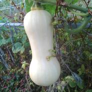 すずなりバタ子さん 600g前後/3個 果物や野菜などのお取り寄せ宅配食材通販産地直送アウル