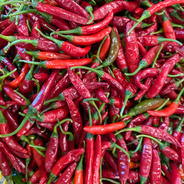 和歌山県産】激辛！韓国種 赤唐辛子 10kg | 野菜/スパイス 産直アウル