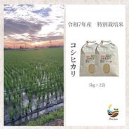 R7年産特別栽培米 彩のかがやき 10kg ｜ 米・穀物/米/精米 産直アウル