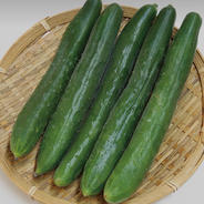 高知県産きゅうり20kg約200本入 ｜ 野菜/きゅうり 産直アウル 農家