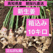 高知県産 朝採れ直送 新生姜1キロ ｜ 野菜/薬味 産直アウル 農家・漁師