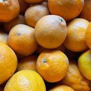 6周年限定】送料無料/家庭用はるみみかん2.5kg | 果物/オレンジ