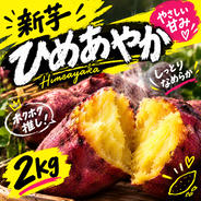 キャッサバ mandioca yuca 黄色甘味種19Kg ｜ 野菜/その他野菜 産直
