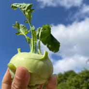 【アウルの日限定】新感覚野菜！コールラビ　※常温配送 5kg 果物や野菜などのお取り寄せ宅配食材通販産地直送アウル