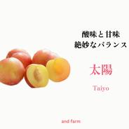【すもも・太陽】貴陽の生みの親！酸味と甘味の絶妙なバランス 約10玉 すもも太陽1.5kg 果物や野菜などのお取り寄せ宅配食材通販産地直送アウル