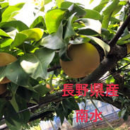 長野生まれの梨　南水！ 5kg 果物や野菜などのお取り寄せ宅配食材通販産地直送アウル