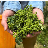 朝倉山椒🌿 2キロ 果物や野菜などのお取り寄せ宅配食材通販産地直送アウル