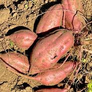 【種子島安納いも】40日間寝かせたしっとりあまい安納芋10キロ 10キロ 果物や野菜などのお取り寄せ宅配食材通販産地直送アウル