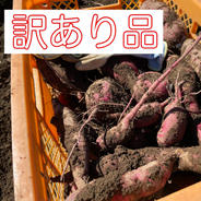 【熟成3ヶ月】　5kg 訳あり　　べにはるか　長野県産　さつまいも　紅はるか　5kg  焼き芋　蒸かし芋　干し芋 5kg 果物や野菜などのお取り寄せ宅配食材通販産地直送アウル