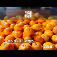 極早生 小玉 有田みかん 3キロ 和歌山 2s3sサイズ 産地直送 | 果物