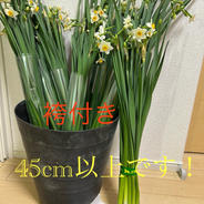 千葉県房総半島産！日本水仙 20本 果物や野菜などのお取り寄せ宅配食材通販産地直送アウル