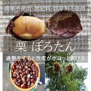 数量限定】極甘すもも 自然栽培 農薬不使用プラム ｜ 果物/すもも