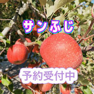 🍎【訳あり】サンふじ：ご家庭用に ｜ 果物/りんご 産直アウル 農家
