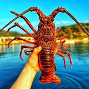 超特大サイズ！伊勢エビ！1匹 900g前後 | 魚介類/エビ 産直アウル