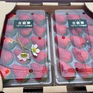 朝採り新鮮・特大いちご（古都華） ｜ 果物/いちご 産直アウル 農家
