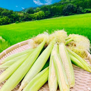 おおふくのヤングコーン200本 ヤングコーン200本 果物や野菜などのお取り寄せ宅配食材通販産地直送アウル