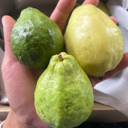 沖縄県産 摘果マンゴー(グリーンマンゴー)※小さめです！ ｜ 野菜