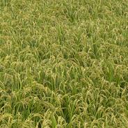 名水極味米 全国唯一の手取り除草 7年産在来コシヒカリ 発芽用玄米