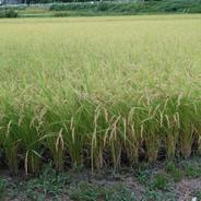 [発送予定日に精米します]茨城県北部の山合いの土地で育った2023年茨城県産100%コシヒカリ4kg 4kg[2kg×2袋] 果物や野菜などのお取り寄せ宅配食材通販産地直送アウル