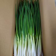 最盛期にはいりました！　岩子島のわけぎ　３Kg 3Kg 果物や野菜などのお取り寄せ宅配食材通販産地直送アウル