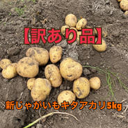 【訳あり】新じゃがいもキタアカリ5kg 5kg 果物や野菜などのお取り寄せ宅配食材通販産地直送アウル
