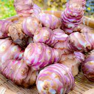 キャッサバ mandioca yuca 黄色甘味種19Kg | 野菜/その他野菜 産直