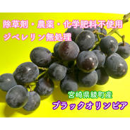 きのこ屋さんがつくったぶどう ぶどう400gパック×2(計800g) 果物や野菜などのお取り寄せ宅配食材通販産地直送アウル