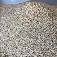 6周年限定】もち米 令和7年 愛媛県産モチミノリ5kg ｜ 米・穀物/もち米