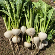カブ　500g  無農薬 500g 果物や野菜などのお取り寄せ宅配食材通販産地直送アウル